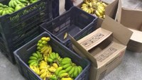 CMZL faz doação de frutas a instituições filantrópicas em Manaus