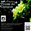 flores do campus_cartaz.jpg