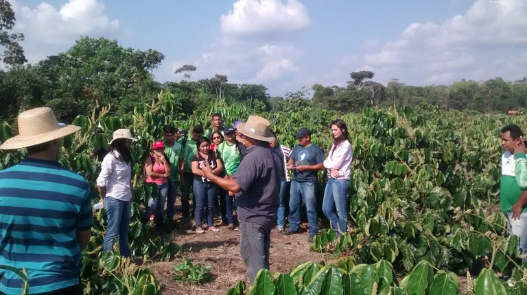 Visita ao plantio de guaraná