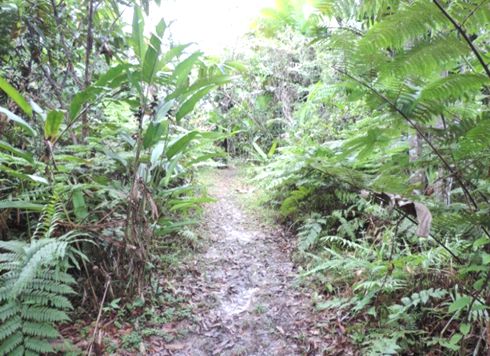 Trilha Ecológica - Trilha com percurso de 1 km dentro da reserva do campus.jpg