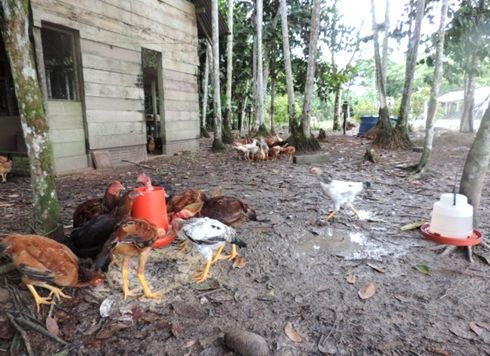 UEP de Avicultura Caipira - Aviário com 40 aves das raças paraíso pedrês, label rouge e índio gigante.jpg