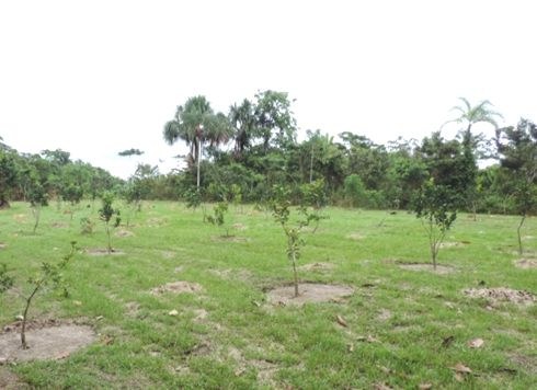 UEP de Fruticultura III – 70 pés enxertados de citros Laranja Pera Rio e Limão.jpg