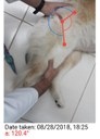 Professor Alexandre Navarro, realizando Exame ortopédico em paciente canino em projeto de pesquisa.