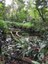 ifam_inpa_igarape_40_ (10).jpeg