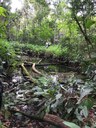 ifam_inpa_igarape_40_ (10).jpeg