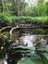 ifam_inpa_igarape_40_ (11).jpeg