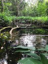 ifam_inpa_igarape_40_ (11).jpeg