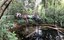 ifam_inpa_igarape_40_ (18).jpeg