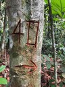ifam_inpa_igarape_40_ (25).jpeg