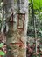ifam_inpa_igarape_40_ (25).jpeg