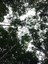 ifam_inpa_igarape_40_ (7).jpeg
