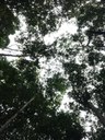ifam_inpa_igarape_40_ (7).jpeg