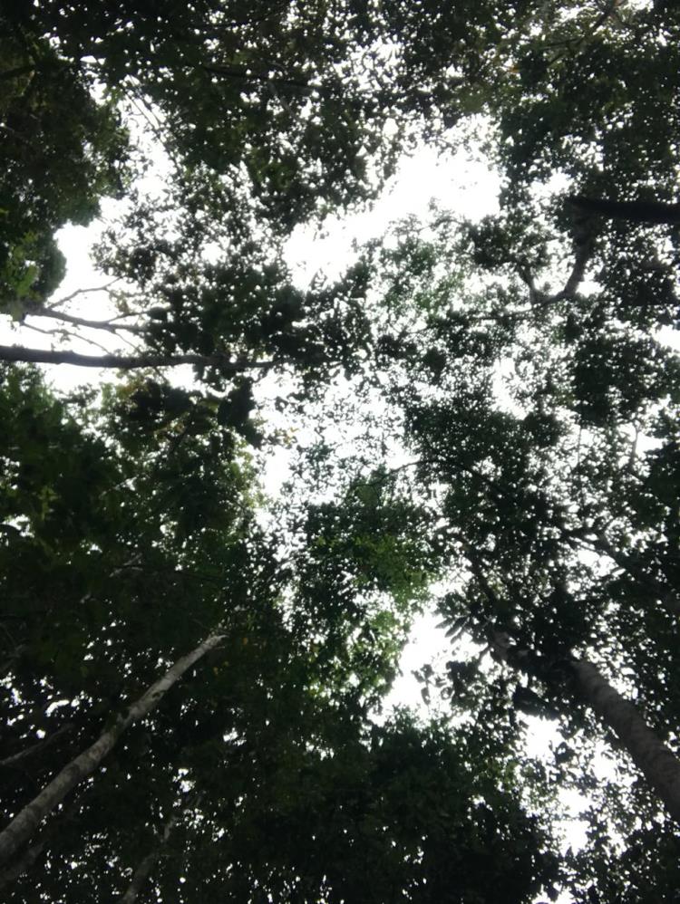 ifam_inpa_igarape_40_ (7).jpeg